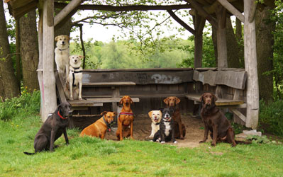 Hundebetreuung Friedrichshain 1